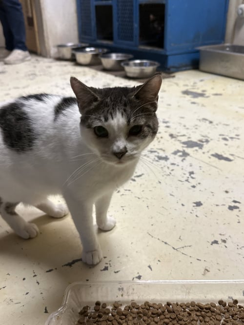 SHELLY - Domestic Short Hair available for adoption