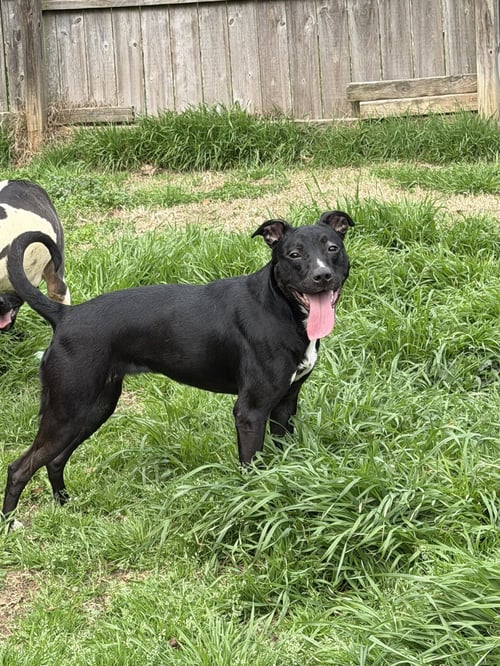 AMORY - Terrier available for adoption