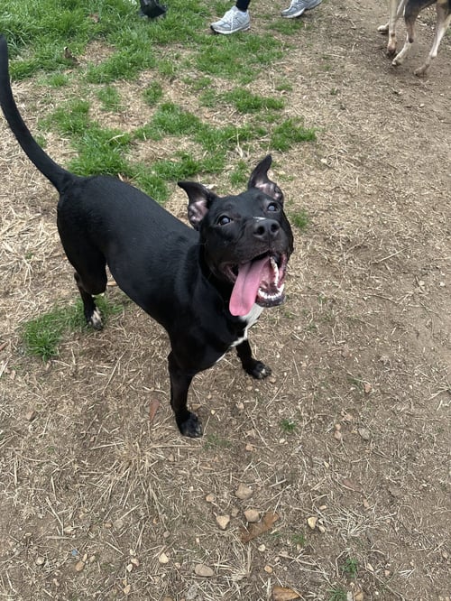 AMORY - Terrier available for adoption