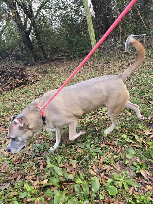 EILEEN - American Staffordshire Terrier available for adoption