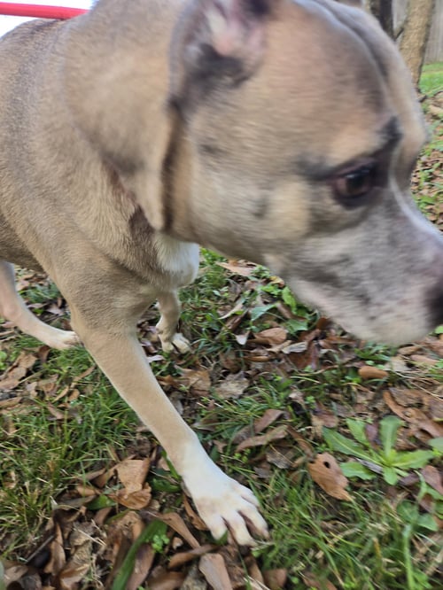 EILEEN - American Staffordshire Terrier available for adoption