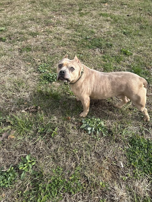 CAMO - American Staffordshire Terrier available for adoption