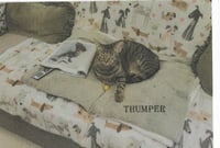 Thumper - Photo 1