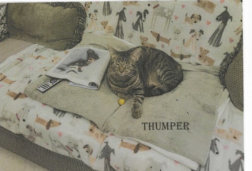 THUMPER - Domestic Short Hair available for adoption