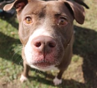 Butkus - Photo 4