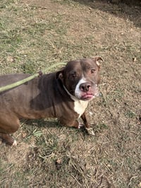 Butkus - Photo 1
