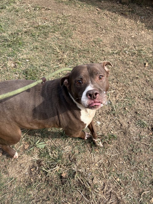 BUTKUS - Bulldog available for adoption