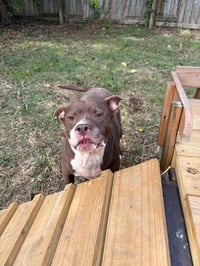 Butkus - Photo 3