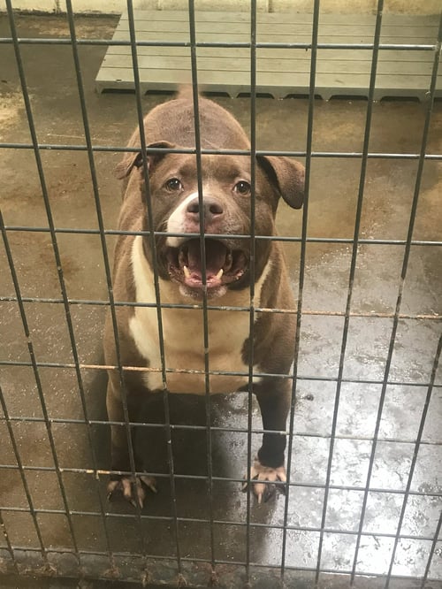 BUTKUS - Bulldog available for adoption