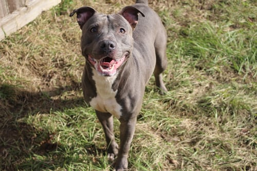SAPPHIRE - American Staffordshire Terrier available for adoption