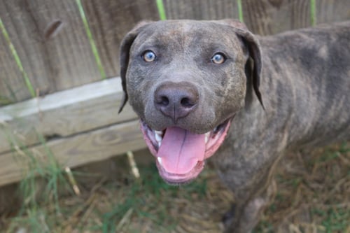 SLIM - Mastiff available for adoption
