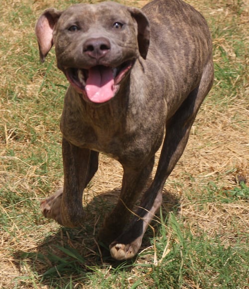 SLIM - Mastiff available for adoption