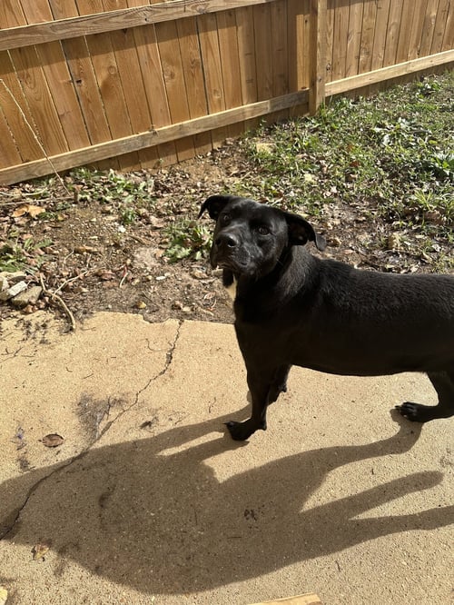 OLIVIA - Black Labrador Retriever available for adoption