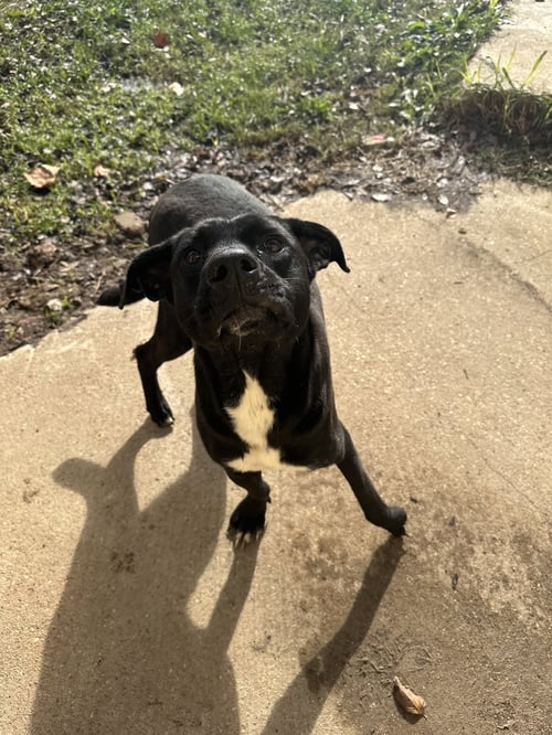 OLIVIA - Black Labrador Retriever available for adoption