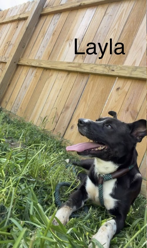 LAYLA - Terrier available for adoption
