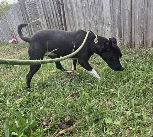 LAYLA - Terrier available for adoption