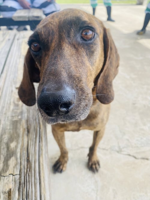SLICK - Plott Hound available for adoption