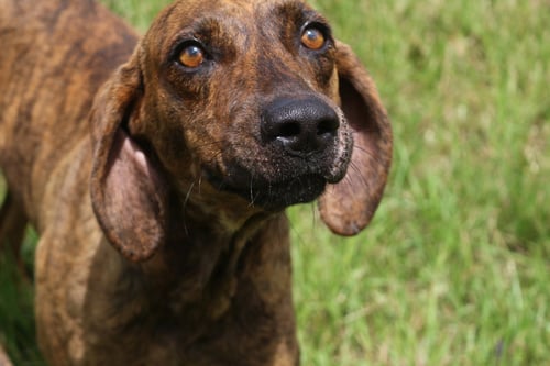 SLICK - Plott Hound available for adoption
