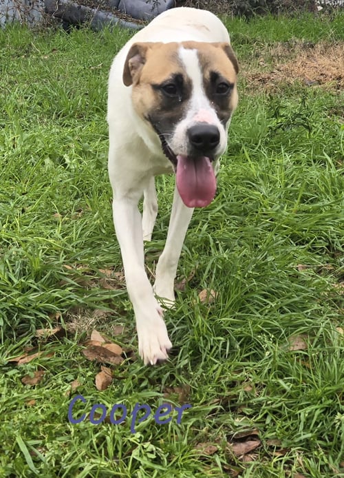 COOPER - Hound available for adoption