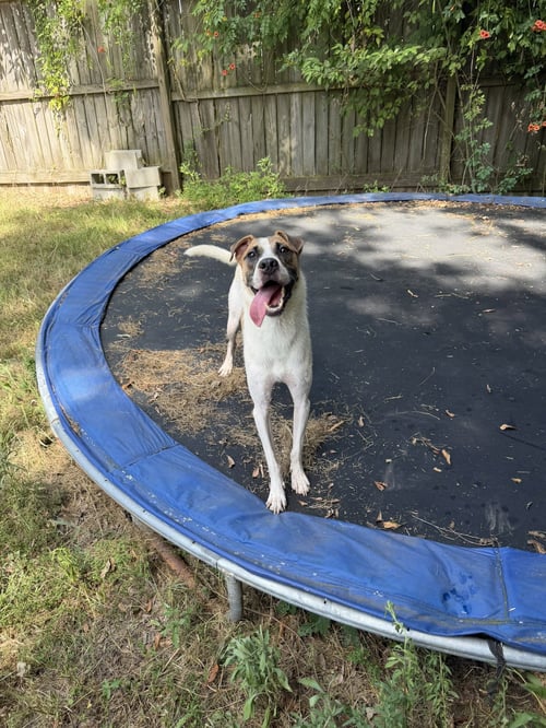 COOPER - Hound available for adoption
