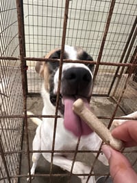 Cooper - Photo 4