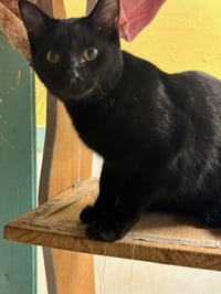 Salem - Photo 2