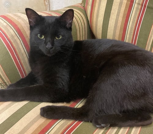 SALEM - Domestic Short Hair available for adoption