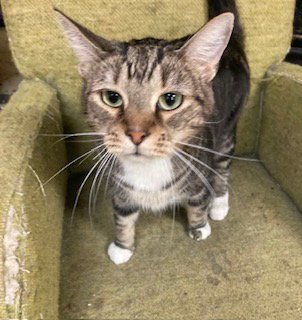 DANNY - Domestic Short Hair available for adoption
