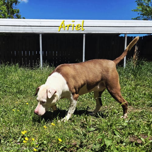 ARIEL - Hound / Siberian Husky available for adoption