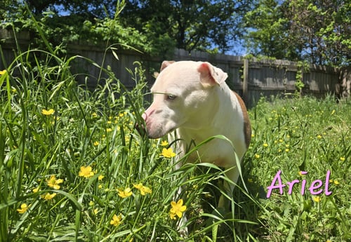 ARIEL - Hound / Siberian Husky available for adoption