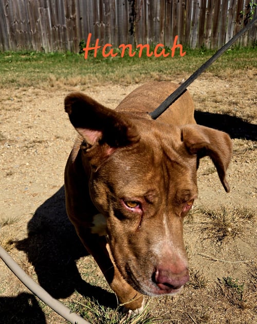HANNAH - American Staffordshire Terrier available for adoption