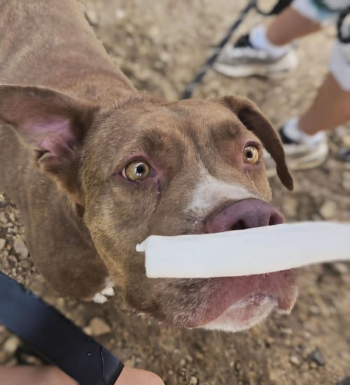 HANNAH - American Staffordshire Terrier available for adoption