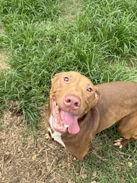 Rollo - Photo 1