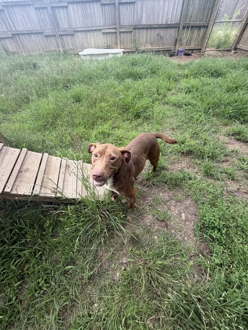 ROLLO - Labrador Retriever / Staffordshire Bull Terrier available for adoption