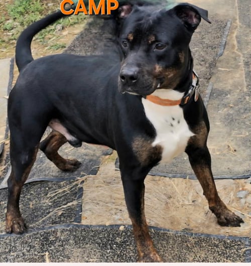 CAMP - Rottweiler / American Staffordshire Terrier available for adoption