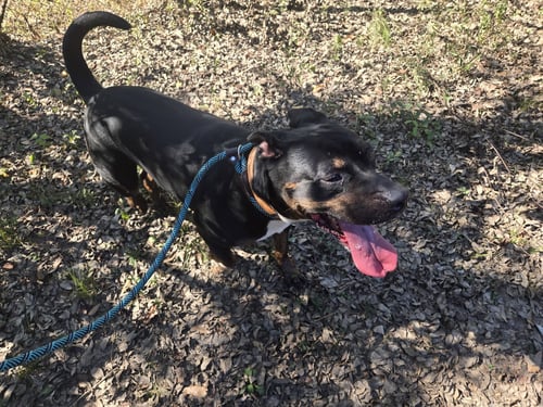 CAMP - Rottweiler / American Staffordshire Terrier available for adoption