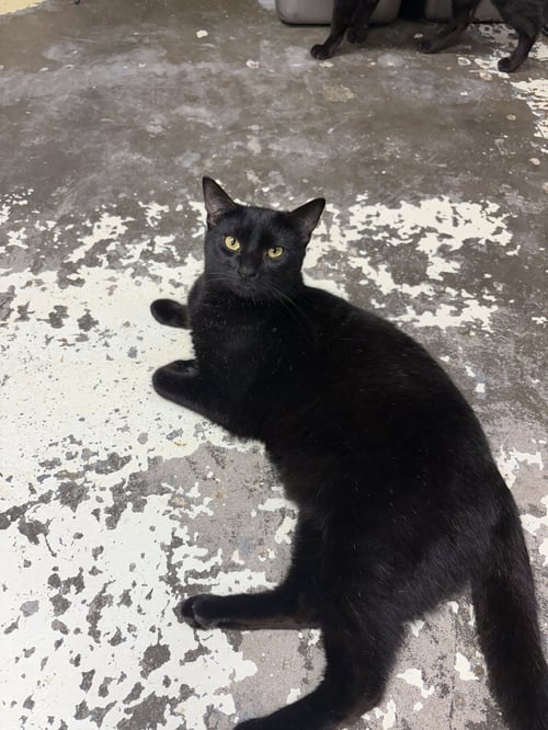 CORBEN - Domestic Short Hair available for adoption