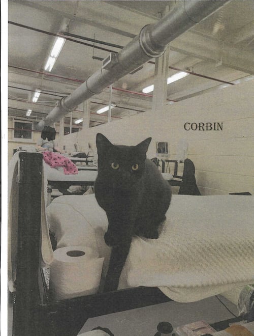 CORBEN - Domestic Short Hair available for adoption