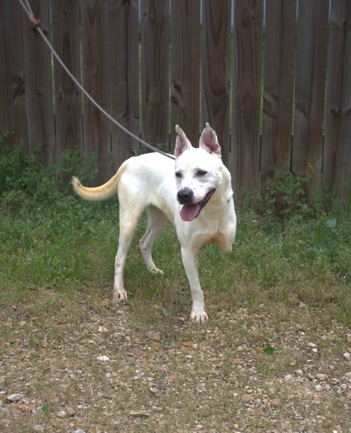 TRA LA LA - Australian Cattle Dog/Blue Heeler / Labrador Retriever available for adoption