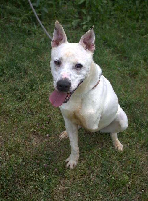 TRA LA LA - Australian Cattle Dog/Blue Heeler / Labrador Retriever available for adoption