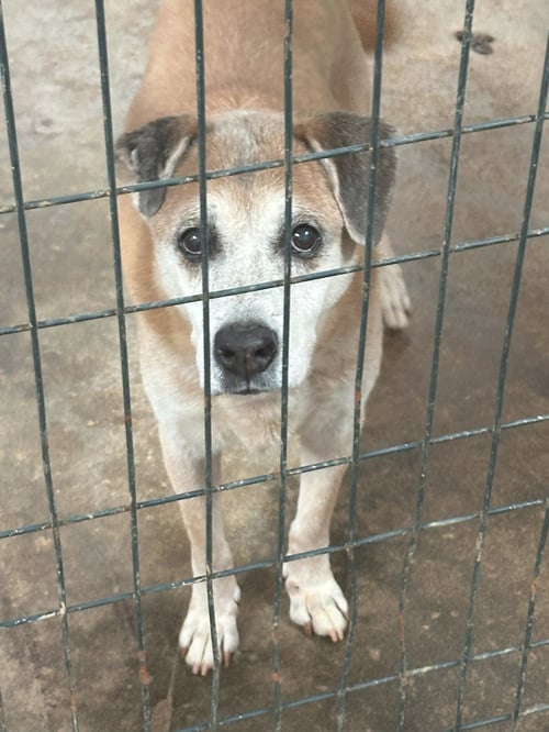 MAE MAE - Shepherd available for adoption