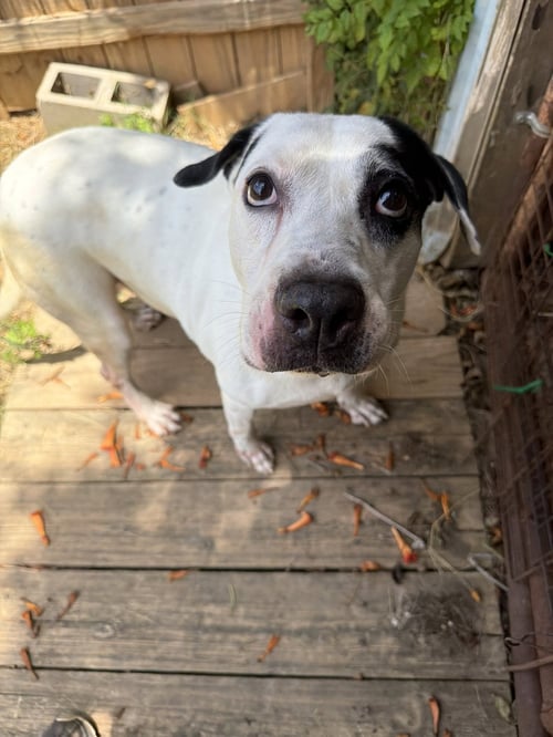 ARCHIE - American Bulldog available for adoption