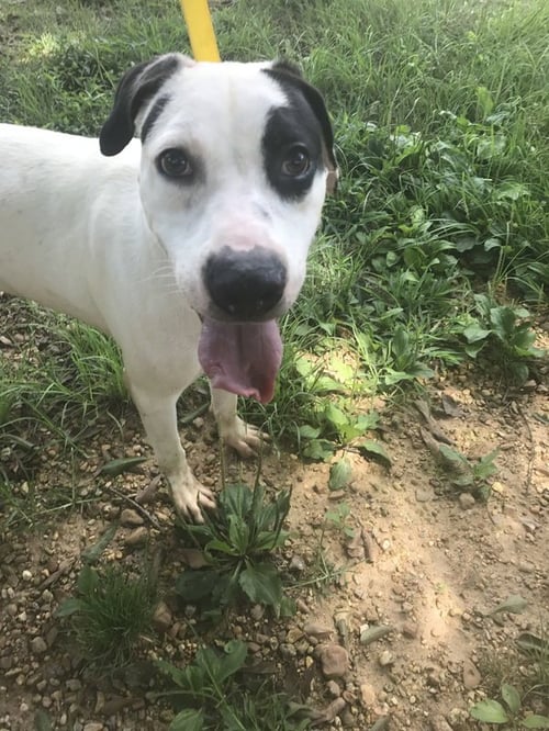 ARCHIE - American Bulldog available for adoption