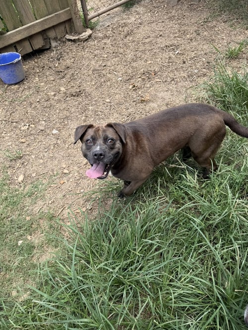 ALLISON - Bulldog / Labrador Retriever available for adoption