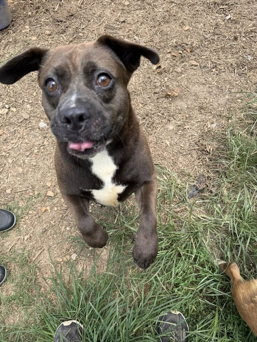 ALLISON - Bulldog / Labrador Retriever available for adoption