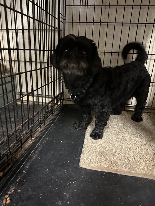 PADDINGTON - Pekingese / Poodle (unknown type) available for adoption