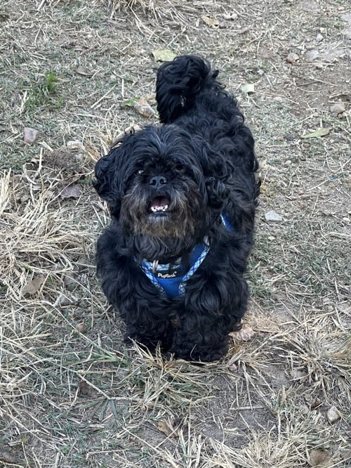 PADDINGTON - Pekingese / Poodle (unknown type) available for adoption