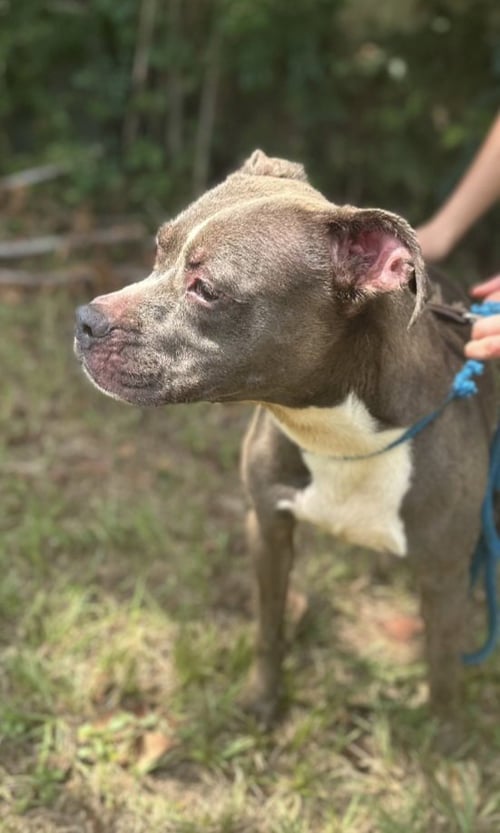 JINGLES - American Staffordshire Terrier available for adoption