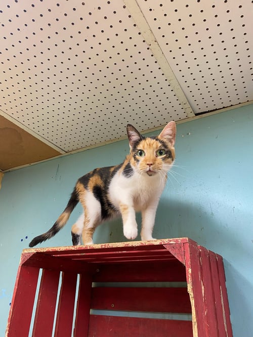 LILO - Domestic Short Hair available for adoption