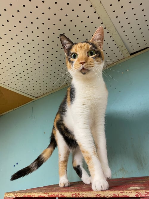 LILO - Domestic Short Hair available for adoption